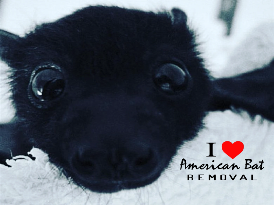 Baby bat — I love American Bat Removal