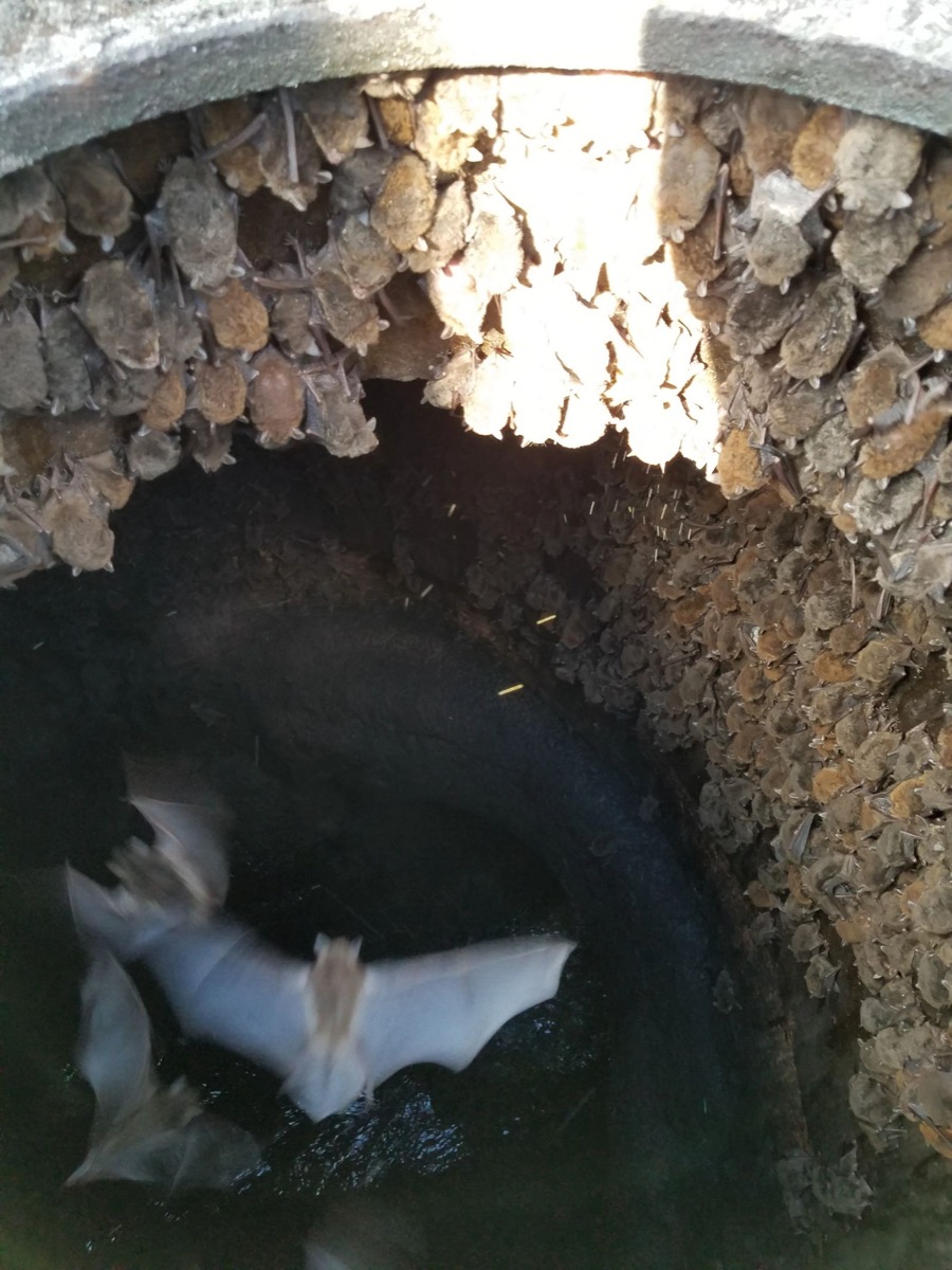 Bat colony roosting in a culvert