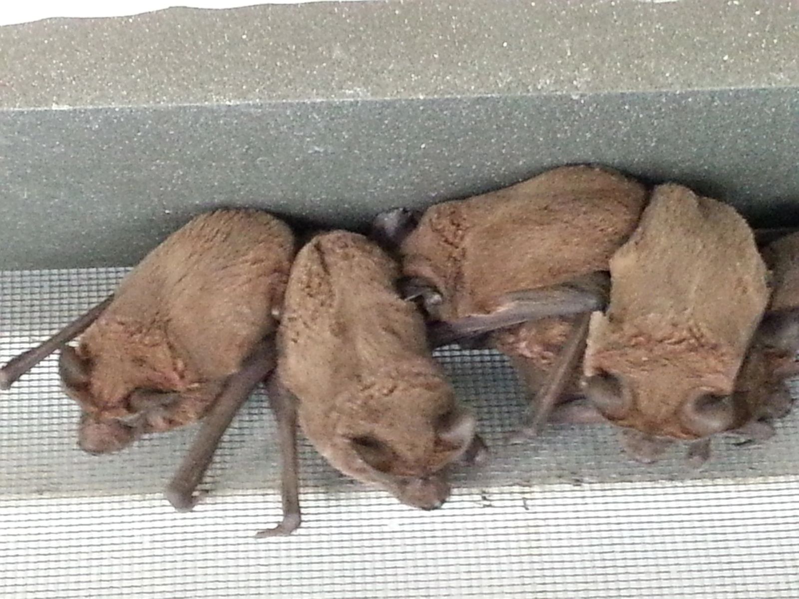Florida bats roosting together
