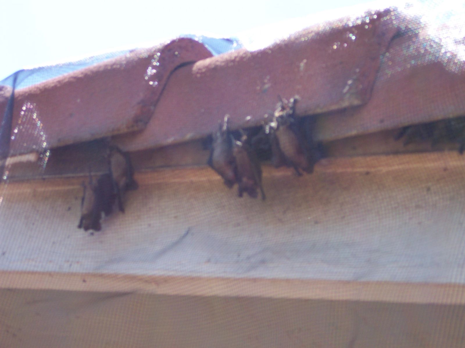 Bats roosting under the edge of roof tiles