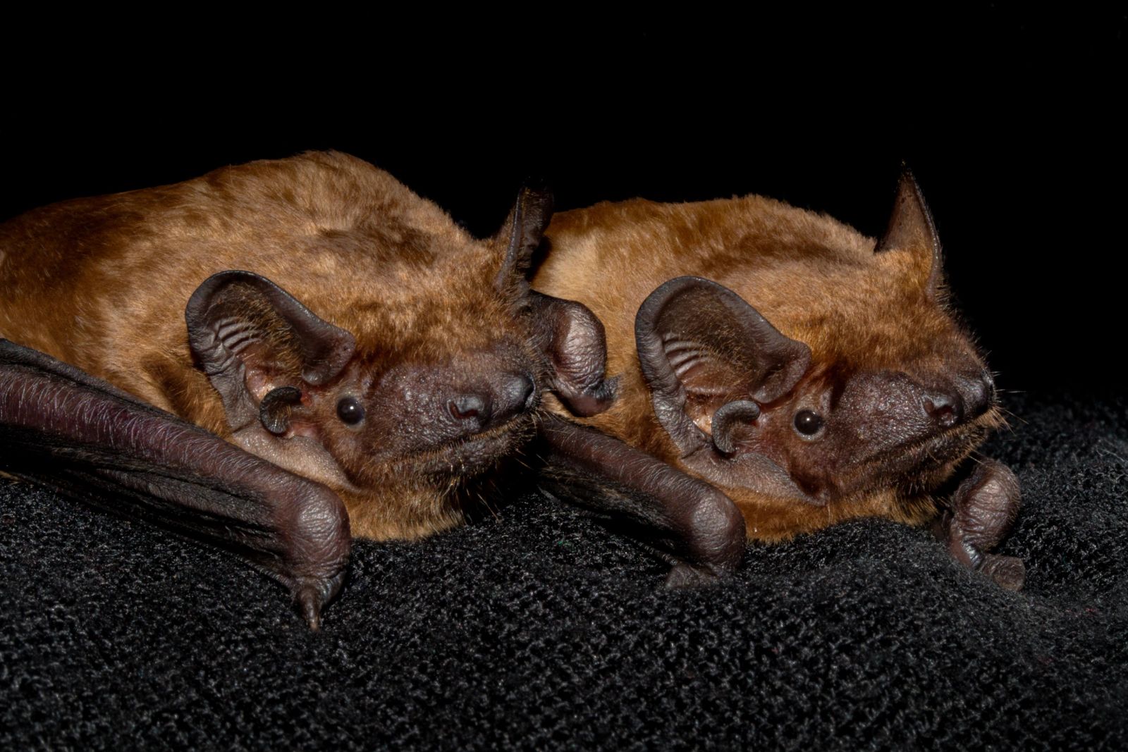 Close-up of a bat