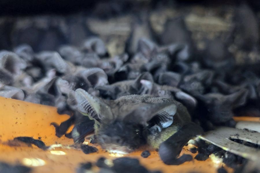 A colony of bats roosting together under roof tiles